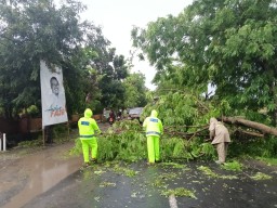 Apresiasi Penanganan Cepat Pohon Tumbang di Rejoso