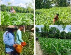 Polres Nganjuk Optimis: Hasil Panen Jagung di Ngluyu dan Bagor Akan Memuaskan