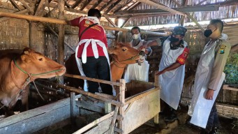 Polres Sampang: "Dukung Pemkab Atasi PMK Hewan Ternak"