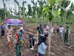 Polri TNI Bersama Kelompok Tani: "Tanam Jagung Serentak Gelorakan Swasembada Pangan"