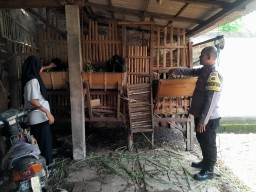 Polres Nganjuk: Bersama Unsur Terkait Asistensi Peternakan Warga Dukung Ketahanan Pangan