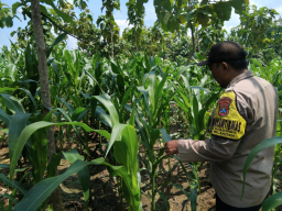 Polsek Wilangan Tinjau Pemanfaatan Lahan Perkarangan untuk Ketahanan Pangan