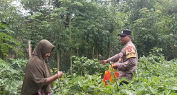 Desa Senjayan Dukung Ketahanan Pangan dengan Monitoring Tanaman Terong