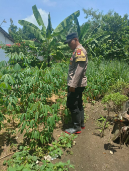 Pantau Kebun Singkong Warga Dukung Ketahanan Pangan