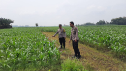 Polsek Patianrowo Dukung Ketahanan Pangan Lewat Pemantauan Lahan Jagung