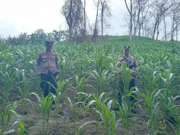 Tanam Jagung Lagi, Polres Nganjuk Wujudkan Ketahanan Pangan Berkelanjutan.