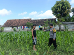 Bhabinkamtibmas Mancon Monitoring Lahan Jagung Warga Binaan 