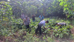Panen Terong di Polsek Wilangan, Warga Sekitar Kebagian