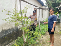 Pantau Tanaman Cabai, Polsek Loceret Dukung Ketahanan Pangan Warga