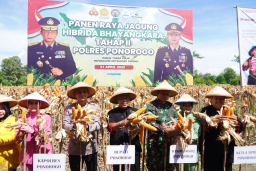 Polisi dan Warga Tani Panen Raya Jagung Hibrida Bhayangkara Tahap II di Ponorogo
