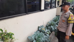 Polsek Patianrowo Pantau Perkembangan Tanaman Sayur Dukung Ketahanan Pangan