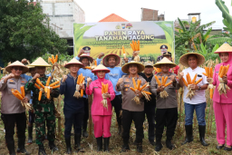 Poktan Panen Raya Jagung Tahap 7, Perkuat Ketahanan Pangan Nasional