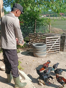 Bhabinkamtibmas Polsek Lengkong Pantau Lahan Pekarangan Ternak Ayam di Desa Balongasem