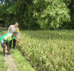 Polsek Lengkong Kawal Ketahanan Pangan Lewat Pemantauan Lahan Padi Warga