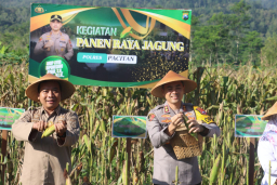 Bersama Warga Tani Panen Jagung Wujudkan Ketahanan Pangan Nasional