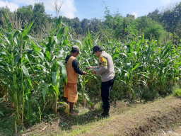 Pemantauan Tanaman Jagung untuk Mendukung Program Ketahanan Pangan di Desa Sumbermiri