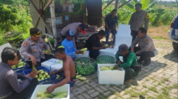 Dukung Ketahanan Pangan Nasional Polres Pelabuhan Tanjung Perak Gelar Panen Raya Jagung Manis ke-8