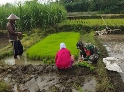 Percepat Masa Tanam, Babinsa Desa Ngembul Dampingi Petani Tanam Padi