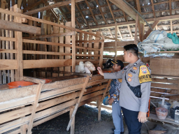 Dukung Ketahanan Pangan, Polsek Lengkong Laksanakan Pemantauan Peternakan Warga