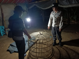 Polisi Bongkar Lokasi Diduga Sebagai Arena Judi Sabung Ayam di Ngronggot