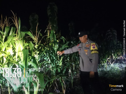 Sinergi Ketahanan Pangan, Polres Nganjuk Cek Lahan Jagung di Gondang