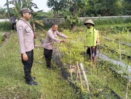 Optimalisasi Lahan Sela, Polsek Rejoso Dorong Ketahanan Pangan di Desa Talang