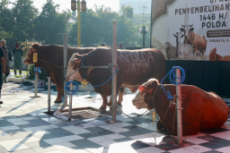 Polda Jatim Salurkan Ratusan Hewan Kurban di Hari Raya Idul Adha 1446 H