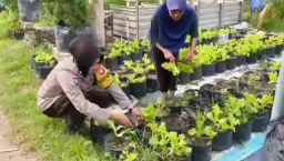 Pomosda Dukung Ketahanan Pangan Lewat Pemanfaatan Lahan Pekarangan