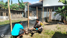 Budidaya Ayam Semi Umbaran di Pekarangan, Warga Kedungrejo Dukung Ketahanan Pangan