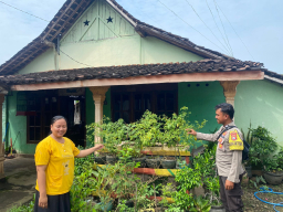 Panen Cabai dari Pekarangan, Warga Ngepeh Tuai Manfaat Ekonomi