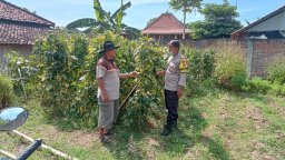 Optimalisasi Lahan Kosong, Warga Sonopatik Dukung Ketahanan Pangan Lewat Budidaya Kacang Panjang dan Terong