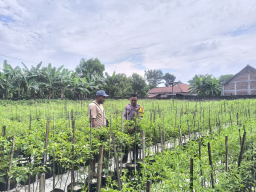 Tanam Cabai Bernilai Ekonomi Tinggi, Warga Prayungan Dukung Ketahanan Pangan