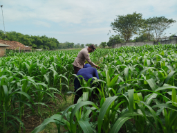 Wujudkan Ketahanan Pangan; Manfaatkan Lahan Depan Pos Polisi Jadi Kebun Produktif