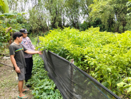 Bhabinkamtibmas Nglinggo Dukung Ketahanan Pangan Lewat Budidaya Cabai Merah