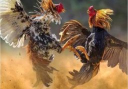 Kasat Reskrim Tulungagung Bungkam, Terkait Dugaan Kasus 303 Perjudian Sabung Ayam