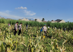 Dukung Ketahanan Pangan Nasional: Polresta Malang Kota dan Gapoktan Panen 2,5 Ton Jagung