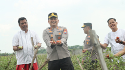 Kapolres Ikut serta Panen Raya Tomat Dukung Program Ketahanan Pangan dan MBG