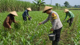 Pak Bhabin Motor Ketahanan Pangan, Aiptu Suwandi Dampingi Petani Rawat Jagung Target Panen 3,5 Ton