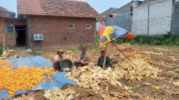 Panen 8 Kuintal Jagung, Pak Bhabin Polsek Lowokwaru Bantu Petani Panen Hingga Pengupasan Jagung