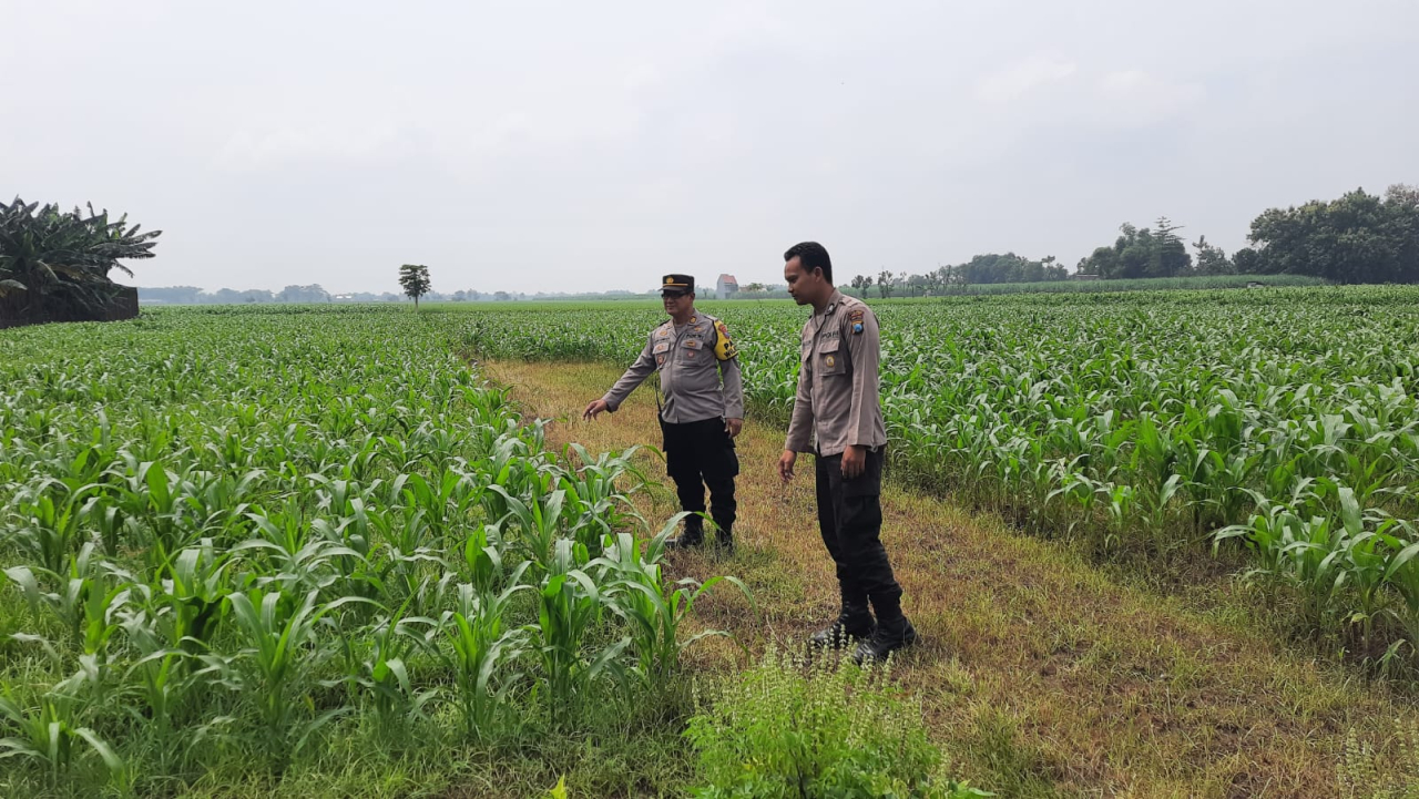 Polsek Patianrowo Dukung Ketahanan Pangan Lewat Pemantauan Lahan Jagung