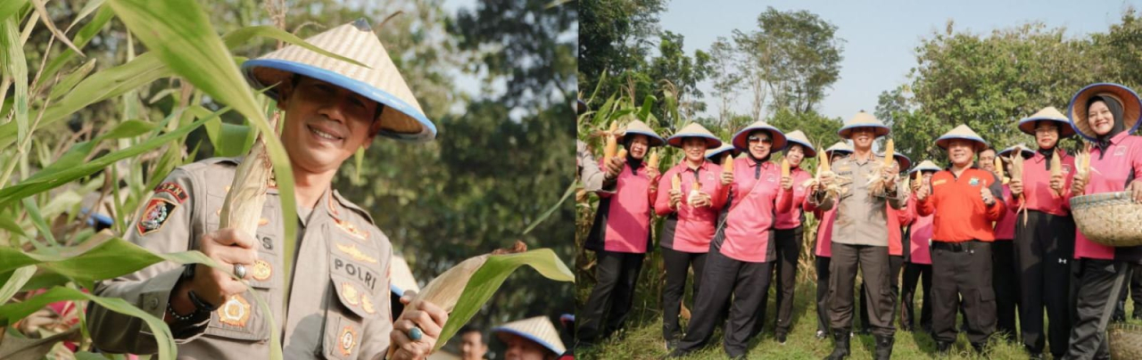 SPN Polda Jatim Gelar Panen Raya Jagung, Wujudkan Ketahanan Pangan