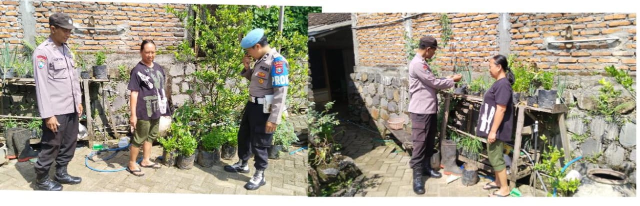 Seledri Sehat dari Pekarangan: Polsek Sawahan Dukung Ketahanan Pangan Warga