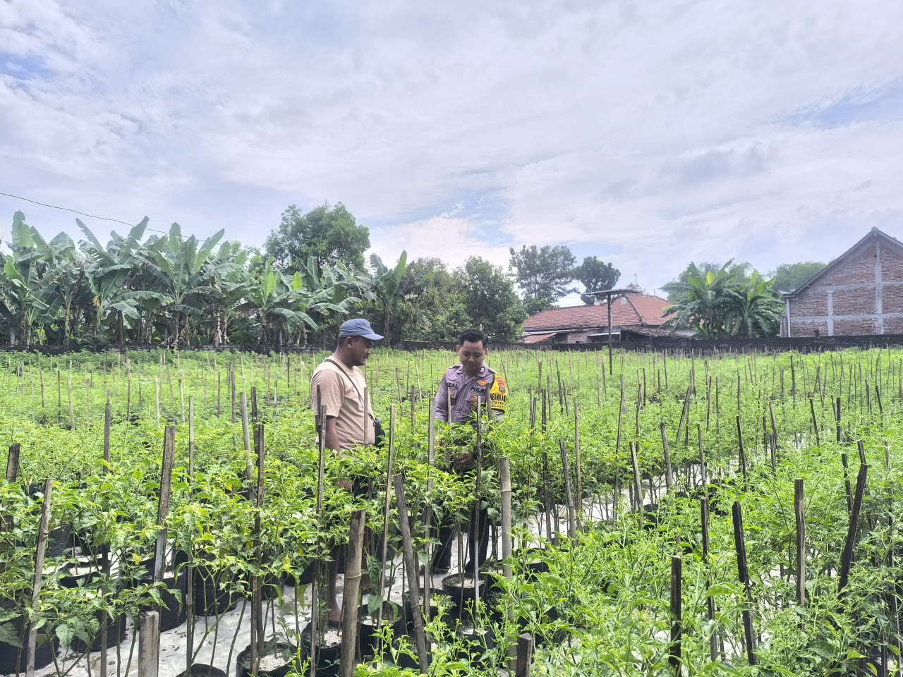 Tanam Cabai Bernilai Ekonomi Tinggi, Warga Prayungan Dukung Ketahanan Pangan