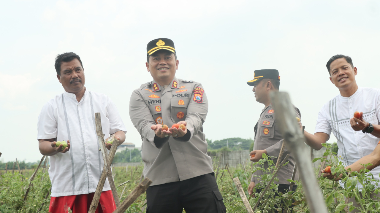 Kapolres Ikut serta Panen Raya Tomat Dukung Program Ketahanan Pangan dan MBG