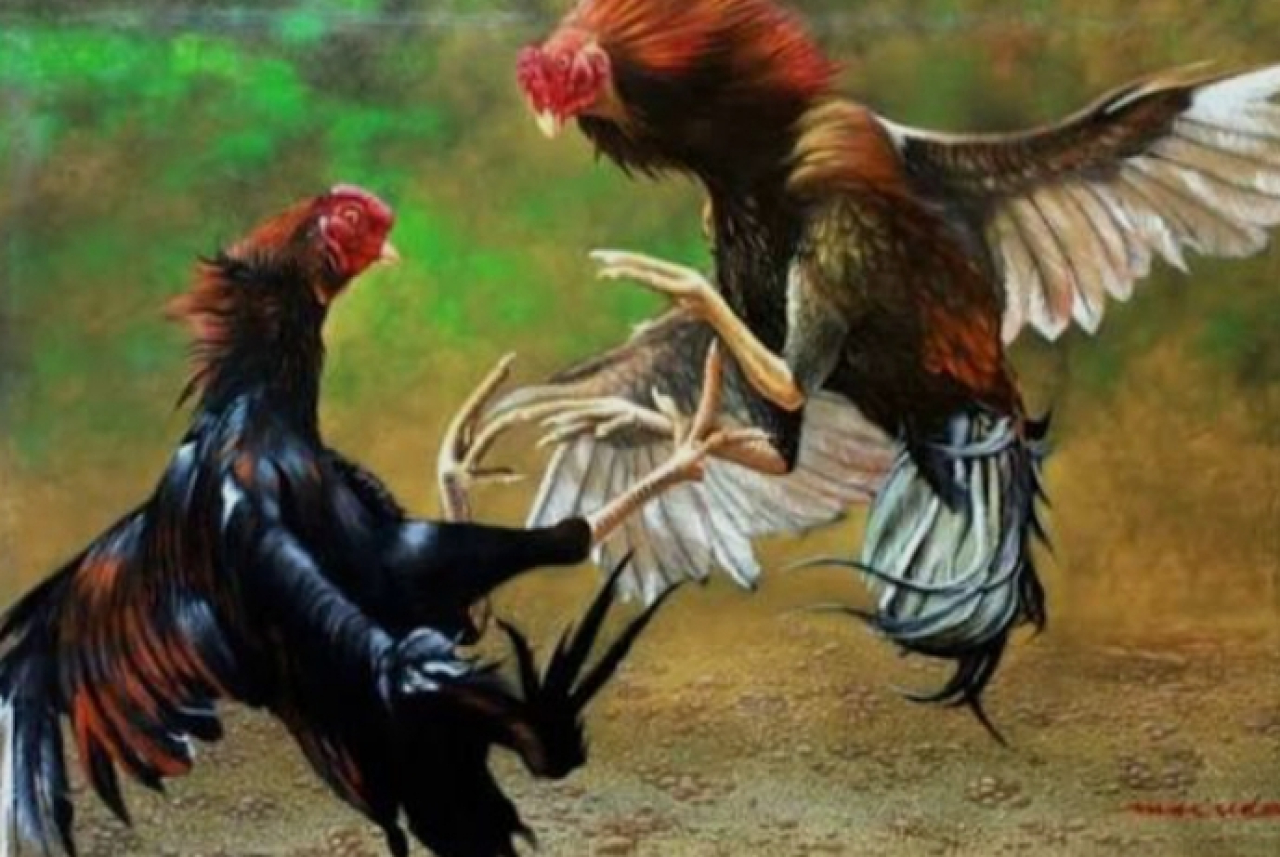 Diduga Pembiaran Judi Sabung Ayam dan Japjiki Oleh Pihak Penegak Hukum Setempat