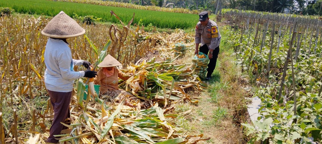 Aiptu Kholil Aktif Kawal Petani Cemorokandang, Mulai Tanam Hingga Panen Raya Jagung Capai 4 Ton